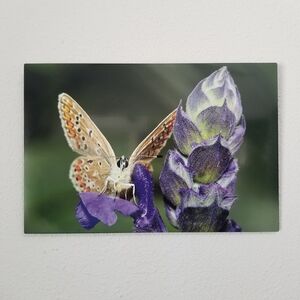 Original Wildlife Photo Metal Print LE Signed COA Common Blue Butterfly 12 x 18